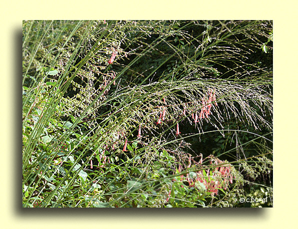 Molinia arundinacea 'Transparent', Molinie géante