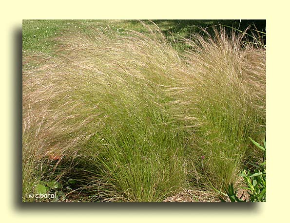 Stipa tenuifolia