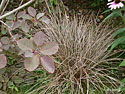 Carex comans 'Bronze', Laîche 'Bronze'