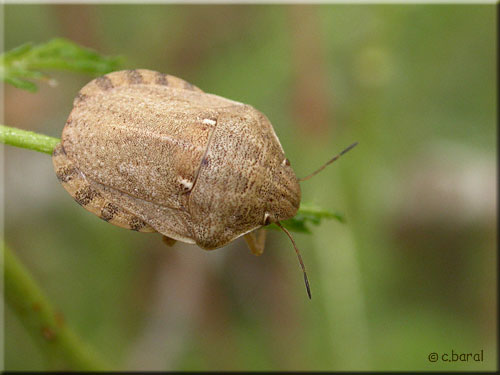 Eurygaster maura, Punaise des céréales