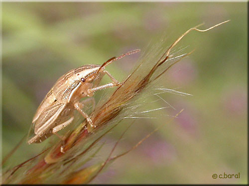 Aelia acuminata, Punaise des blés