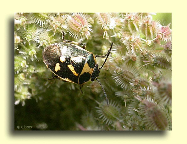 Eurydema oleracea, la Punaise verte du chou