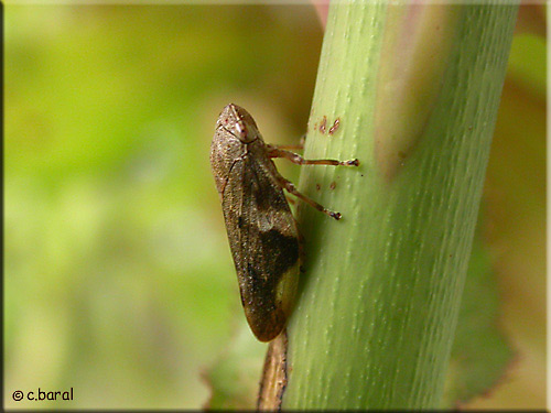 Aphrophora alni, Cicadelle de l'aulne