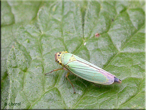 Cicadella viridis, la Cicadelle verte
