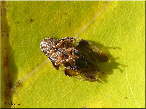 Cicadelle de l'aulne, Aphrophora alni