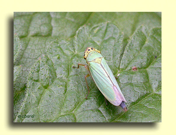 Cicadella viridis, Cicadelle verte