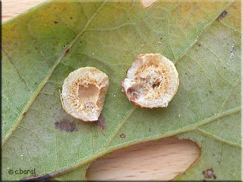 Cynips quercusfolii, Cynips des feuilles de Chêne