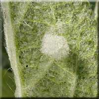 Boulette de fibres végétales