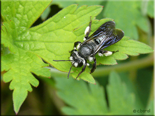Andrène très agile, Andrena agilissima