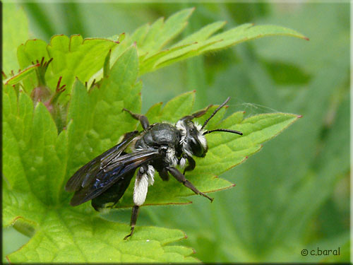 Andrena agilissima, Andrène très agile