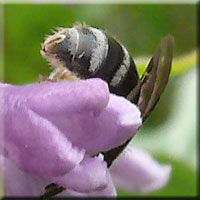 Sillon abdominal des Halictidae femelles