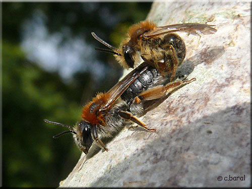Couple d'Andrena haemorrhoa