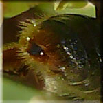 Extrémité de l'abdomen d'Andrena haemorrhoa