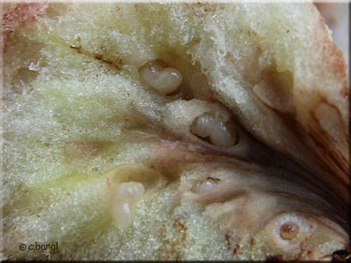 Larves de Cynips Biorhiza pallida Larves de Cynips Biorhiza pallida