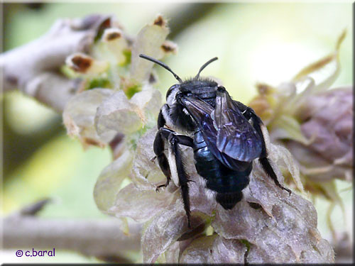 Andrena agilissima, Andrène très agile