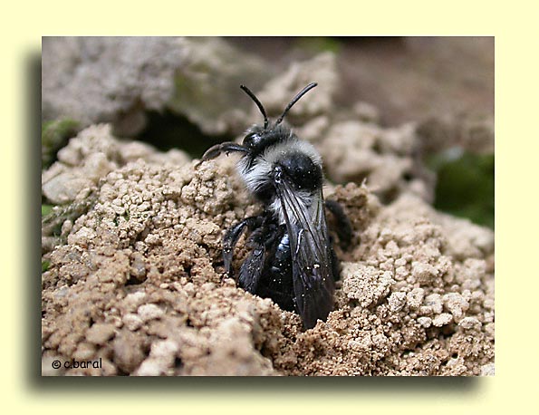 Andrena cineraria, Abeille des sables