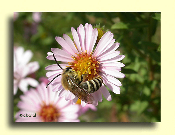 Colletes fodiens