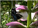 Xylocope ou Abeille charpentière, Xylocopa violacea