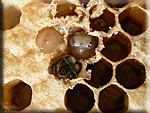 Larves d'abeilles
