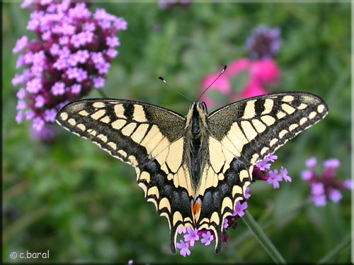 Papilio Machaon, le Machaon