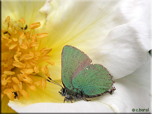 Argus vert, Callophrys rubi