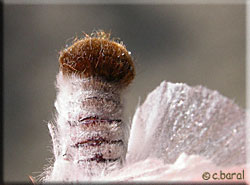 Abdomen de la femelle Euproctis chrysorrhoea