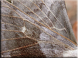 Détail des ailes de Laothoe populi, le Sphinx du peuplier