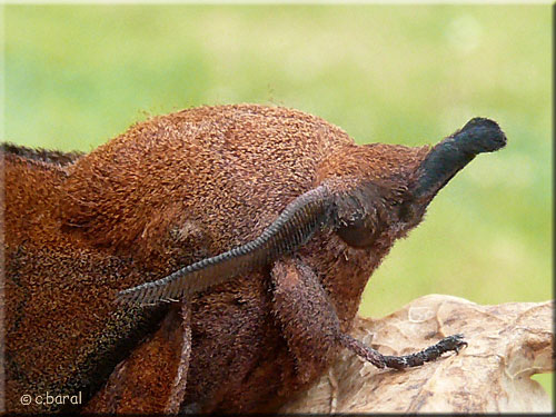 Gastropacha quercifolia, la Feuille-Morte du chêne
