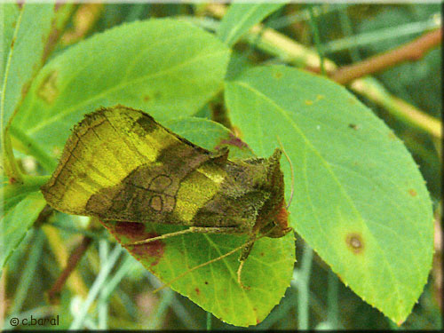 Le Vert-Doré, Diachrysia chrysitis