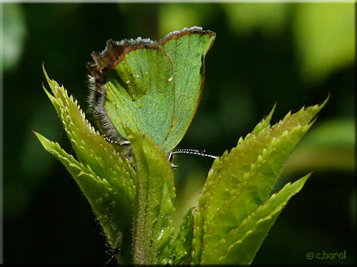 Argus vert, Callophrys rubi