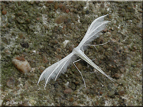 Ptérophore blanc, Pterophorus pentadactylus