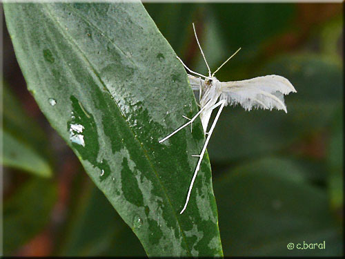 Pterophorus pentadactylus, Ptérophore blanc