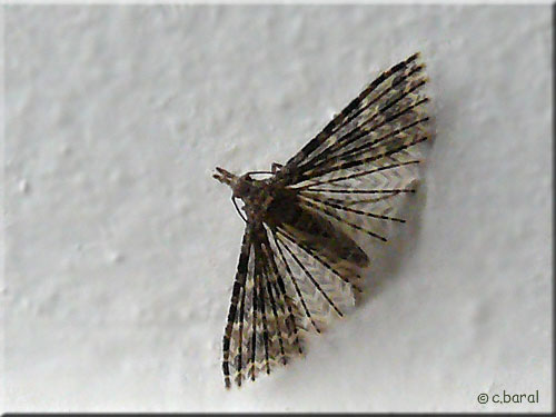 l'Ornéode du Chèvrefeuille, Alucita hexadactyla