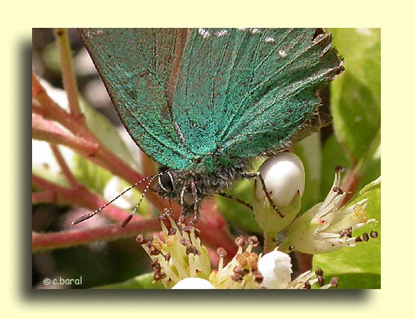 Callophrys rubi, l'Argus vert