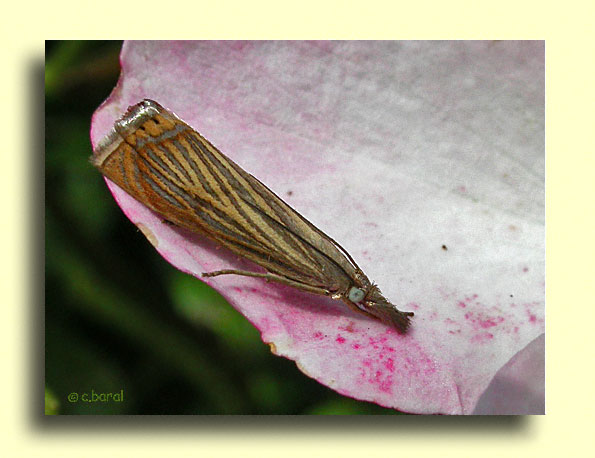 Chrysoteuchia culmella, le Crambus des jardins