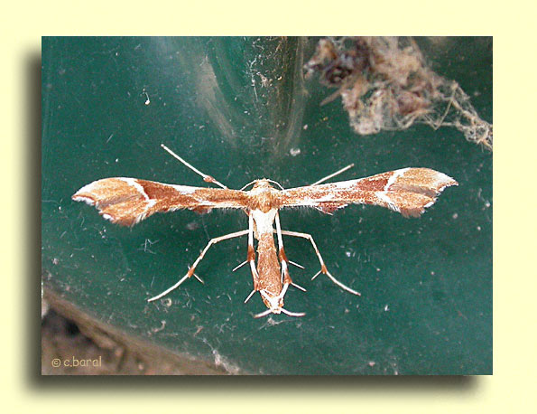 Cnaemidophorus rhododactyla, le Ptérophore rhododactyle