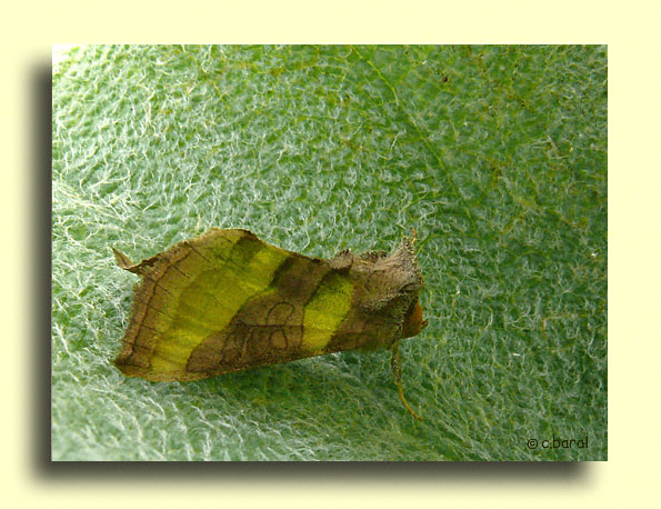 Diachrysia chrysitis, le Vert-Doré