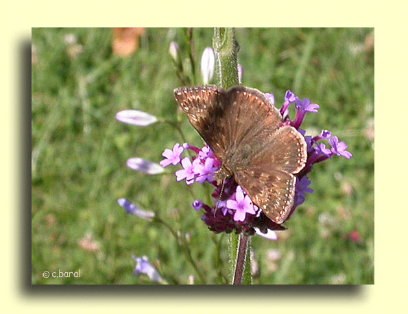 Erynnis Tages