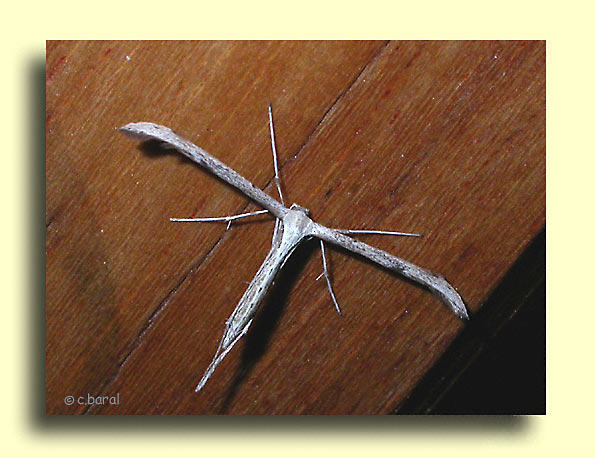 Ptérophore commun, Pterophorus monodactylus