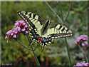 Papilio machaon, Machaon porte-queue