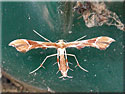 Cnaemidophorus rhododactyla