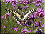 Papilio Machaon, le Machaon