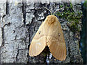 Lasiocampa quercus, le Minime  bandes jaunes ou Bombyx du chêne