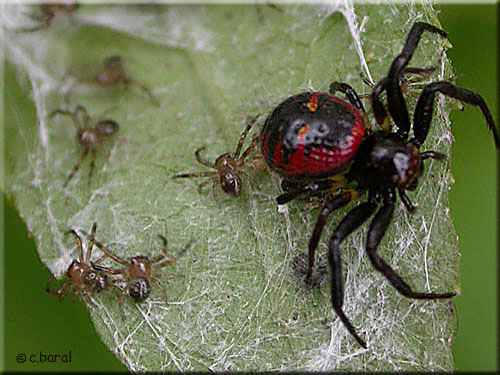 L'araignée Napoléon et ses petits