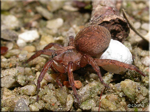 Araignée Trochosa et son cocon