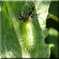 Jeune larve de Cassida murraea