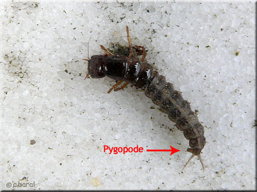 Larve de Staphylinidae - ocypus sp