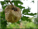 Galle "Pomme de Chêne", Biorhiza pallida