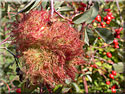 Bédégar du Cynips du rosier, Diplolepis rosae,