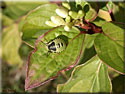 Palomena prasina (larve)